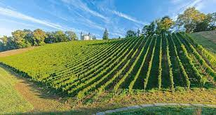 Les vignes du Château de Franqueville